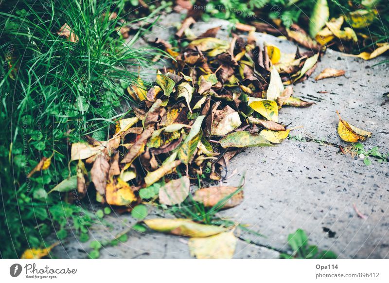 Autumn Nature Weather Grass Bushes Leaf Blossom Garden Park Meadow Stone Old Faded To dry up Dry Brown Multicoloured Yellow Gold Green Time "Autumn Autumnal