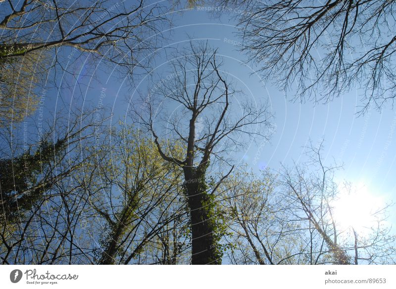 Heaven on earth 8 Sky Coniferous trees Forest Sky blue Geometry Deciduous tree Perspective Coniferous forest Deciduous forest Glade Paradise Clearing Calm Green