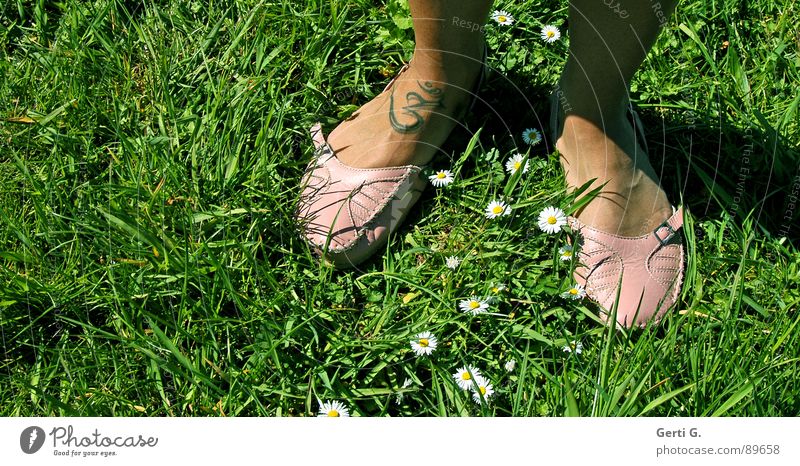 easy going Footwear Moccasin Leather shoes Sandal Summery Sunbathing Tattoo Characters India Symbols and metaphors Grass Meadow Daisy Marguerite Buckle Pink