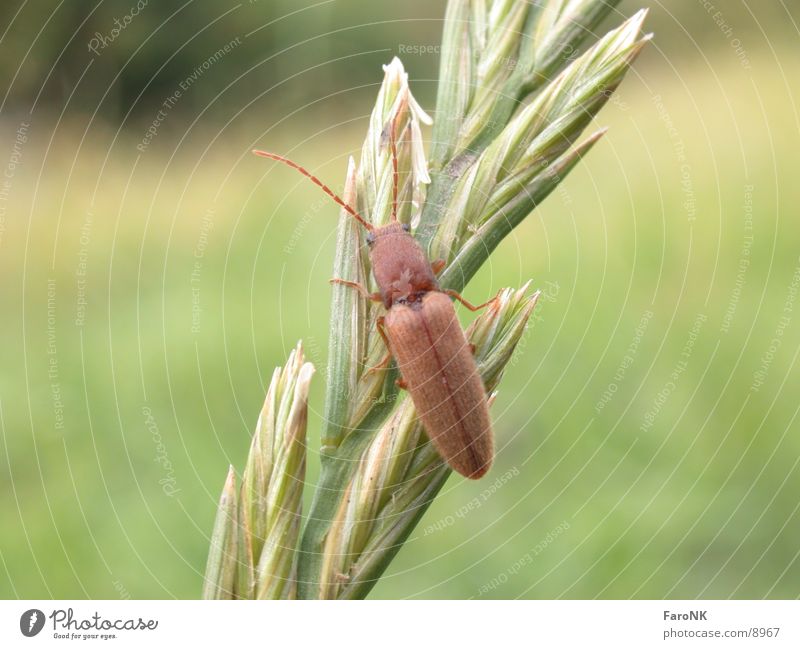 bug Insect Beetle