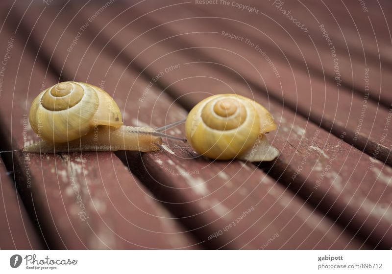 Patience, race. Animal Snail shell Crumpet 2 Pair of animals Brown Yellow Serene Speed Mobility Stagnating Change Far-off places Living or residing Slowly Crawl