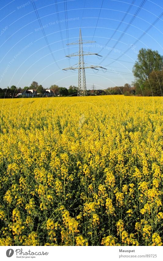 rapsfeld Canola Canola field Electricity pylon Far-off places Spring Yellow Sky Blue Blossoming Transmission lines