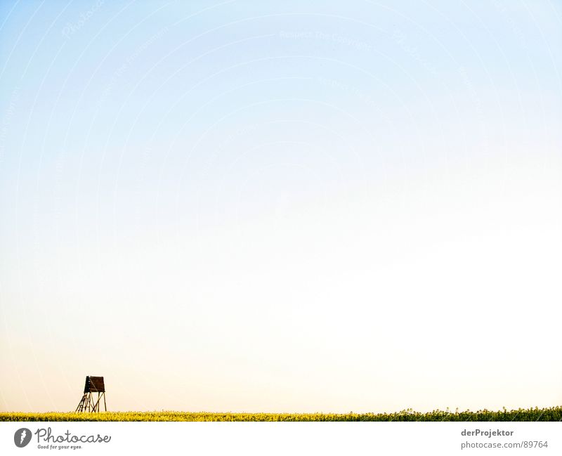 Good prospects Canola Field Yellow Horizon Vantage point Observe Wood Agriculture Sky Blue hunting seat