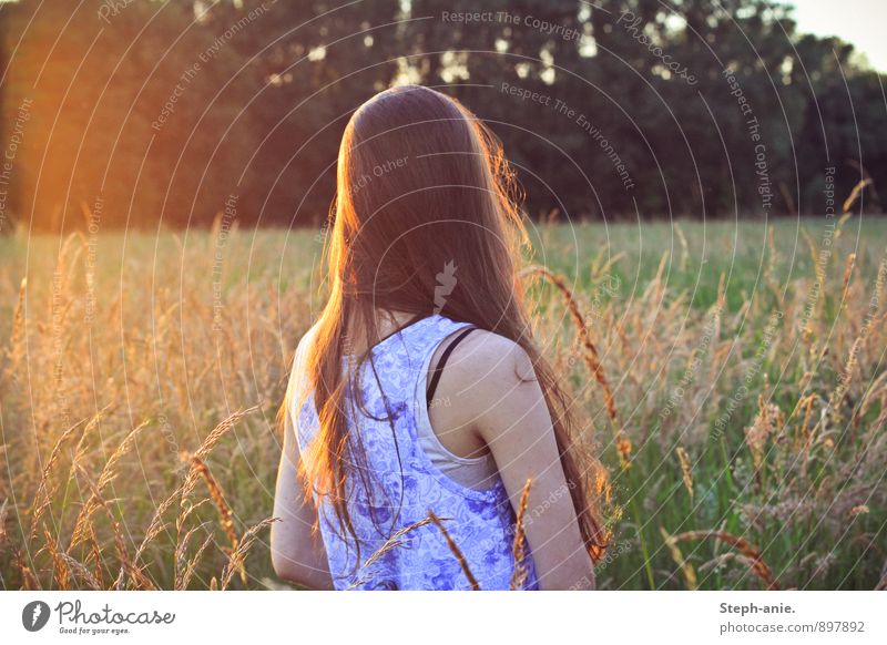Memories of a summer Feminine Young woman Youth (Young adults) Woman Adults 1 Human being Nature Sunrise Sunset Sunlight Summer Grass Meadow Field Brunette