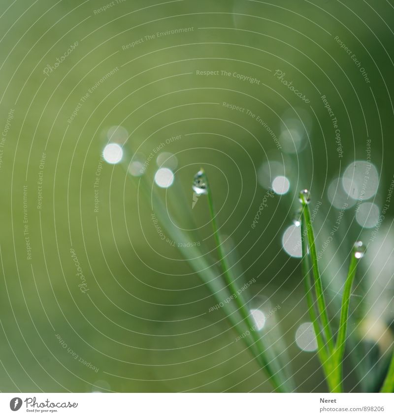 light plays Nature Plant Drops of water Autumn Grass Foliage plant Meadow Field Water Sphere Visual spectacle Green Esthetic Colour photo Exterior shot Detail
