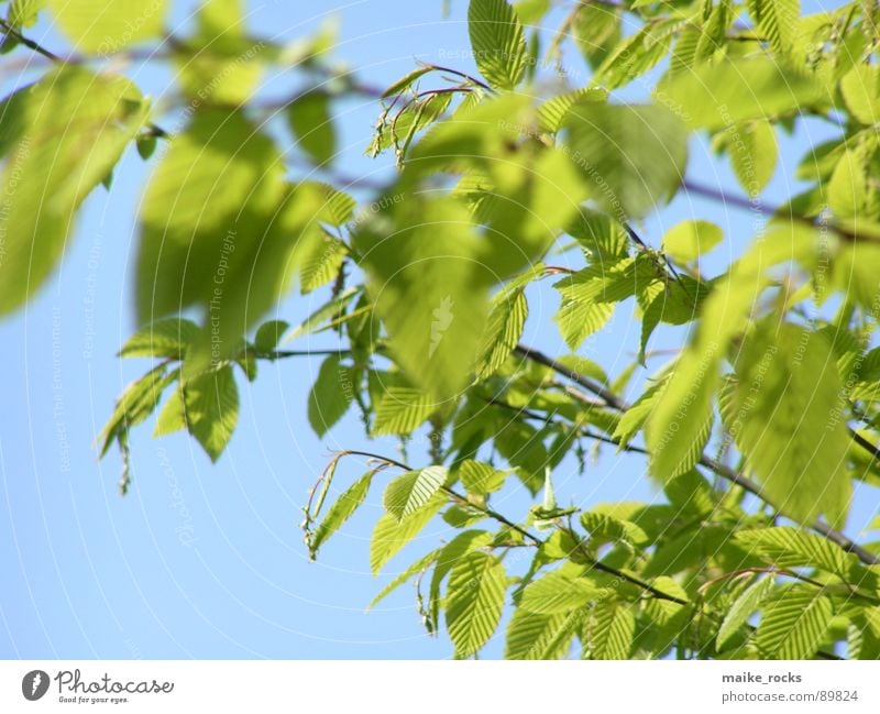 Green as green _2 Leaf Tree Spring Seasons Fresh Exterior shot Nature Colour Blue Branch Landscape Twig Life