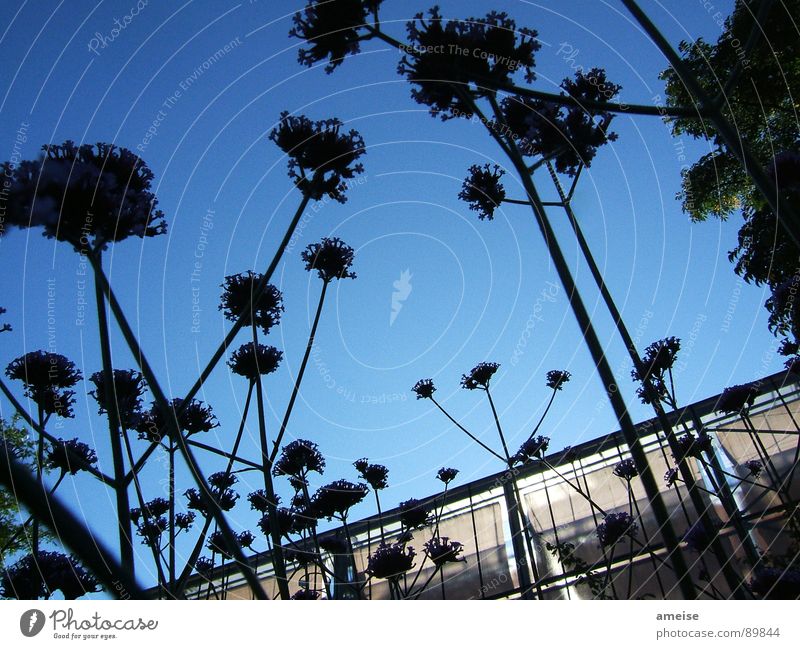 From the viewpoint of an ant Flower Greenhouse Nature Sky Blue sky Dark flowers Morning dawn light Glass sunshine