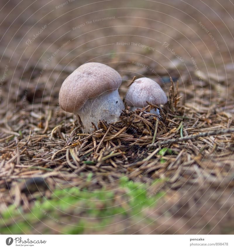 two hedgers Nature Elements Earth Autumn Forest Sign Esthetic Success Free Thorny Strong Idyll Attachment Mushroom Fir needle Moss Pushing Fertile Seed head