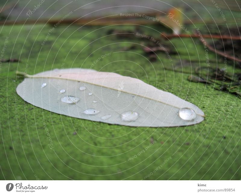 dew in the forest Leaf Tree Autumn Drops of water Water Rope Rain