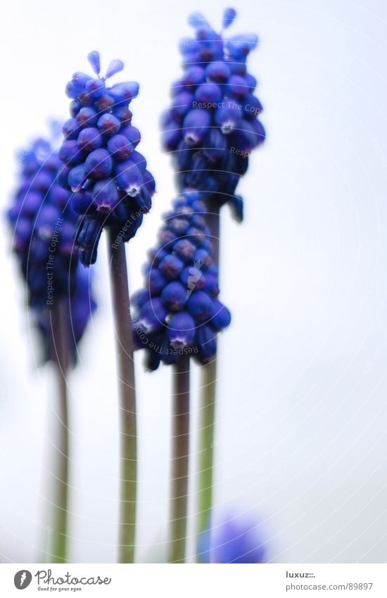 This is how spring smells I Stalk Flower Hope Blossom Blossoming Maturing time Muscari Spring Bee Stamen March Violet Plant Jump Beautiful Pollen Happy Bud