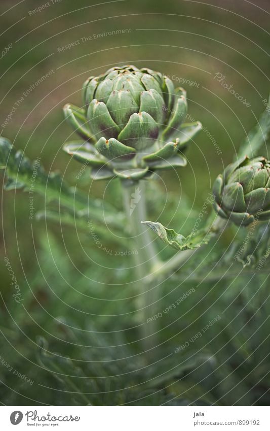 artichoke Food Vegetable Nutrition Organic produce Vegetarian diet Environment Nature Plant Leaf Foliage plant Agricultural crop Fruit Artichoke Esthetic Fresh