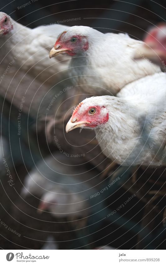 fowls Animal Farm animal Animal face Gamefowl Group of animals Sit Natural Gloomy Wire netting fence Colour photo Exterior shot Deserted Copy Space bottom Day