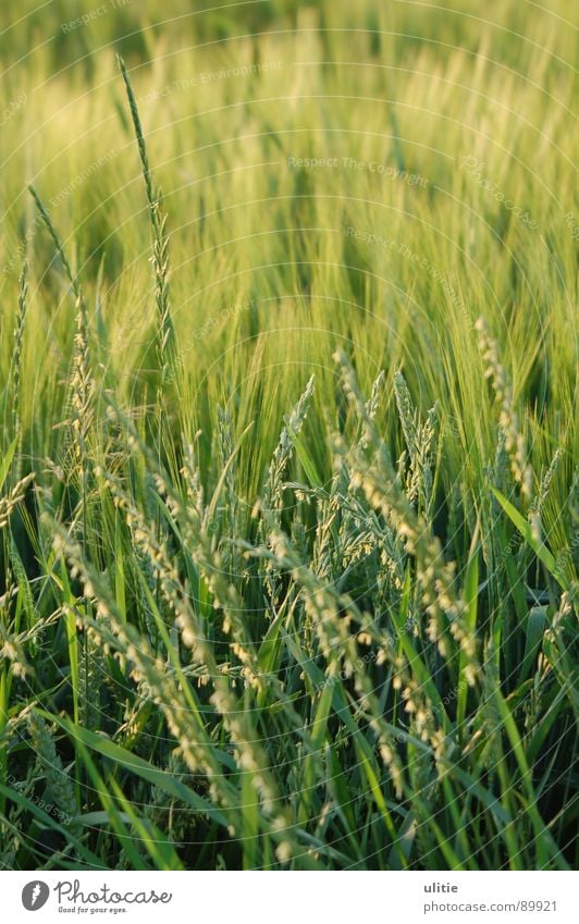 Still moving Barley Field Agriculture Grass Summer Crops Result Green Ear of corn Harvest Contrast