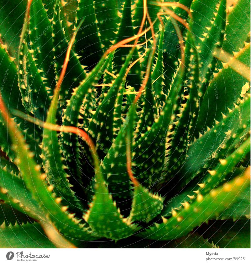 Thorns Thing Cactus Plant Green Growth Flourish Harm Desert Macro (Extreme close-up) Close-up Dangerous Nature