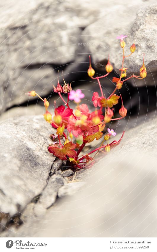 Ireland's flowery Burren Environment Nature Landscape Stone desert Flower Rock Stony Colour photo