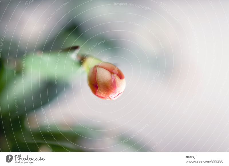 closed Nature Plant Flower Cactus Blossom Pot plant Christmas cactus Bud Blossoming Illuminate Closed Expectation Colour photo Multicoloured Interior shot