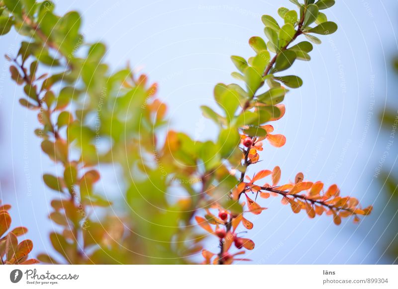 comes after green... Environment Nature Plant Autumn Beautiful weather Bushes Barberry Garden Park Growth Transience Change Autumnal colours Early fall