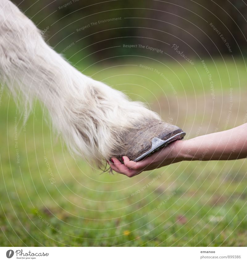 hoof in hand Human being Feminine Woman Adults Hand Nature Grass Meadow Field Animal Pet Farm animal Horse 1 To hold on Love Green White Emotions Joy Sympathy