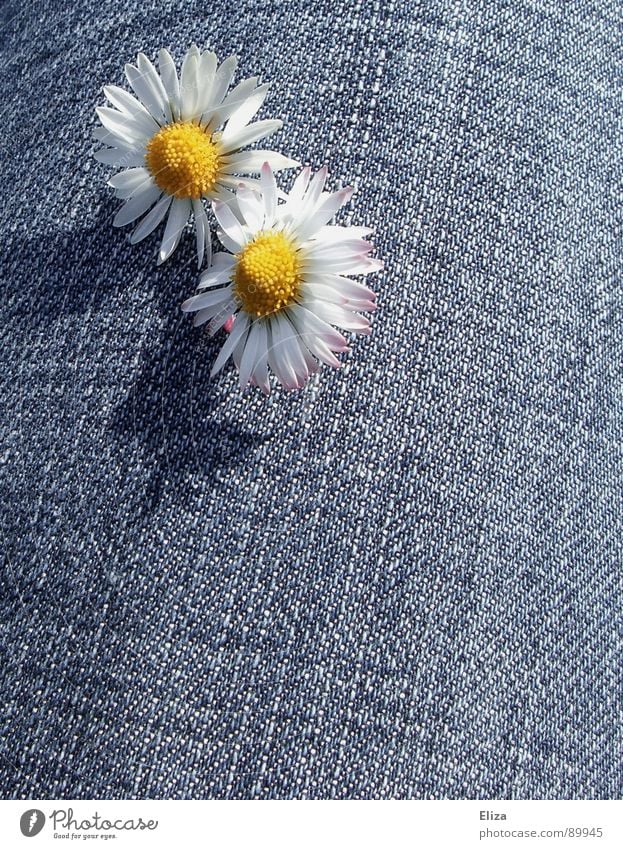 shadow play Daisy Flower Blossom leave Pollen Yellow Insulted Grief Spring Summer Sun Denim Playing Curiosity Sunbathing Blossoming Sulk Brash Jeans Unfriendly