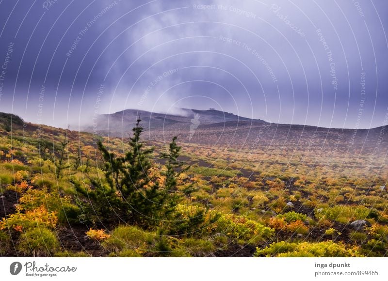 the autumn moves in Environment Nature Landscape Plant Autumn Weather Bad weather Storm Wind Tree Bushes Foliage plant Wild plant Mountain Canyon