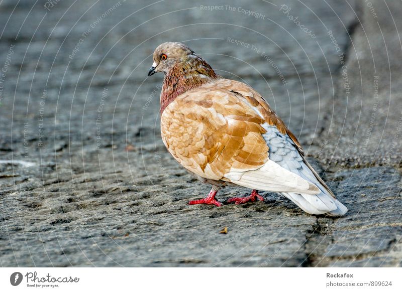 Pigeon brown at the bottom Animal Wild animal Bird Wing 1 Exceptional Town Colour photo Exterior shot Deserted Copy Space left Copy Space bottom Day Light