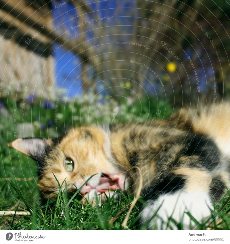 bottom gymnast Cat Animal Pet Sweet Playing Grass Spring Spring fever Cute Summer Mammal Joy Domestic cat Muzzle
