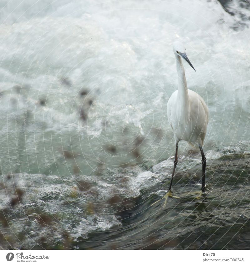 Balancing act (slippery when wet) Environment Water Summer Plant Waves Coast River bank buttocks Waterfall Rapid White crest Foam Turin Italy Downtown Animal