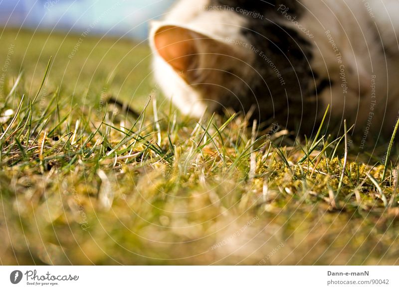 Hearing the grass grow Grass Meadow Green Spring Summer Cat Pet Mammal Domestic cat Ear
