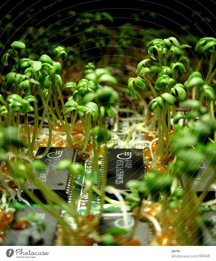 Green wins II Organic produce Success Science & Research Computer Internet Renewable energy Nature Plant Growth Transience Circuit board Electrical equipment
