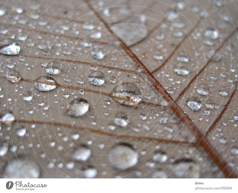morning dew Leaf Autumn Brown Drops of water Rope Rain Water