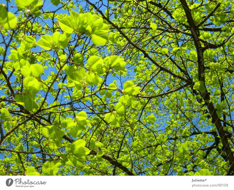 sprout Tree Green Spring Leaf Fresh Life Branch Nature