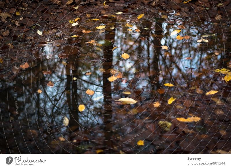 Autumn wet Nature Plant Earth Water Sky Rain Leaf Forest Wet Blue Brown Yellow Moody Calm Puddle Reflection Woodground Colour photo Detail Deserted Day