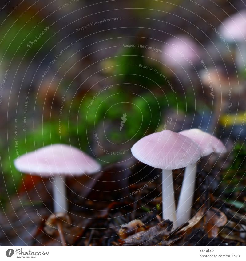 mushroom heads Environment Nature Earth Autumn Mushroom Mushroom cap Forest Woodground Pink 3 Autumnal Damp Leaf Encalypta Colour photo Exterior shot Deserted