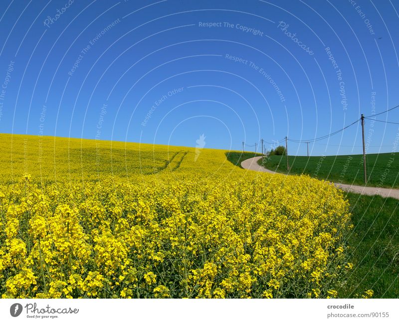 rap #9 Electricity pylon Meadow Grass Curved Stripe Tracks Horizon Vacation & Travel Canola Field Spring Diesel Carbon dioxide Climate change Yellow Stalk