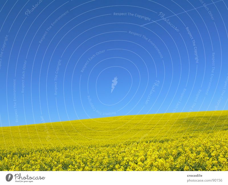 rap #10 Horizon Vacation & Travel Canola Field Spring Diesel Carbon dioxide Climate change Yellow Stripe Stalk Oxygen Agriculture Leaf green Infinity Flying Ice