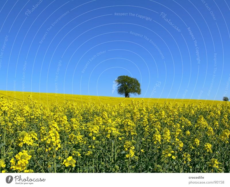 rap #11 Canola Field Spring Ecological Diesel Carbon dioxide Climate change Yellow Stripe Stalk Oxygen Leaf green Tree Loneliness Horizon Organic produce