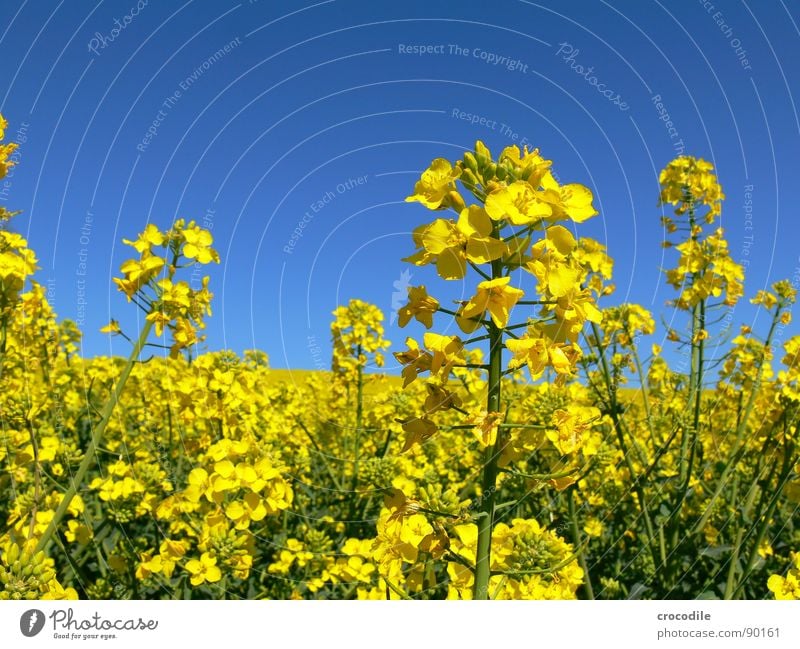 rap #12 Canola Field Spring Ecological Diesel Carbon dioxide Climate change Yellow Stripe Stalk Oxygen Agriculture Leaf green Organic produce Blossoming Sky