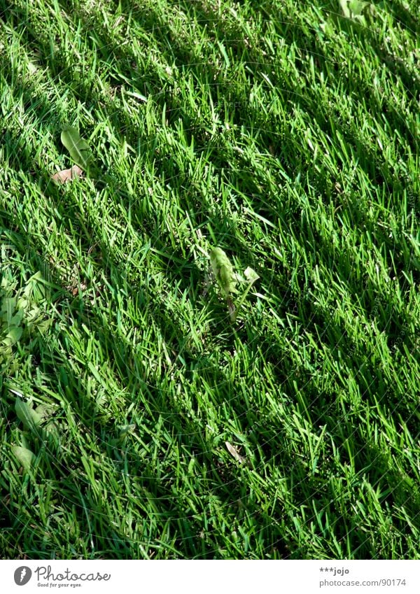 Green strip Grass Stripe Meadow Green space Football pitch Park Blade of grass Fresh Spring Zebra Striped Dark grass verge Lawn Colour english speed Shadow