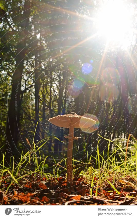 sun worshippers Food edible mushroom Mushroom Environment Nature Autumn Tree Grass Forest Stand Wait Blue Brown Green Parasol mushroom giant umbrella