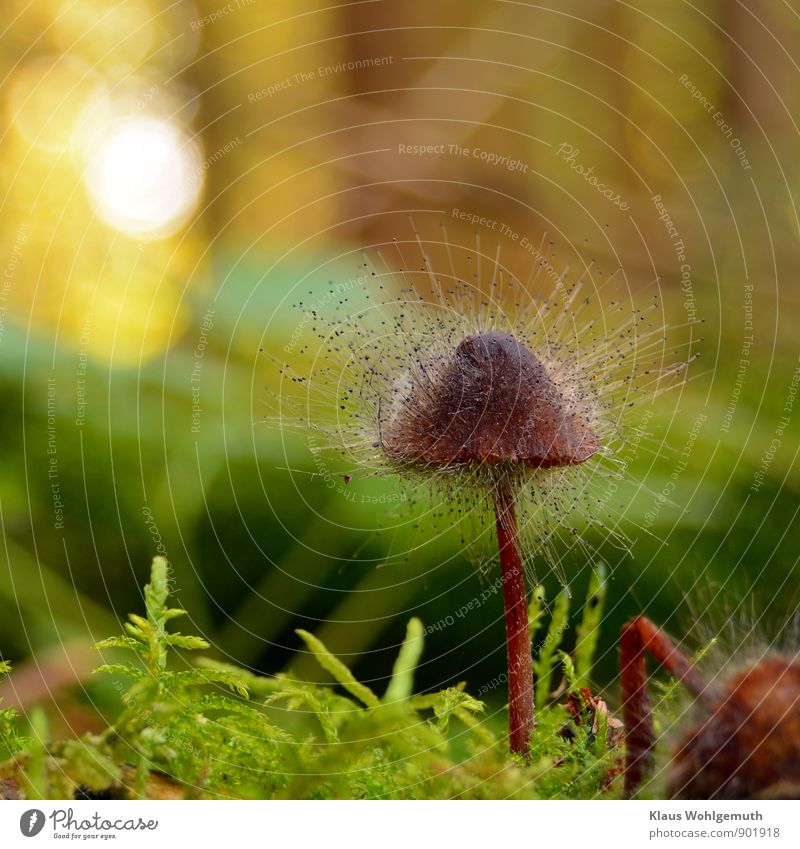 Helminth infected by helminth mold, Spinellus fusiger. Like a spiny hedgehog, the spore carriers stretch up into the air. Environment Nature Autumn Moss Exotic