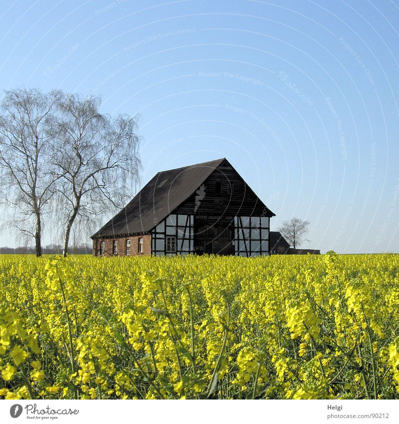 old half-timbered house with trees behind a flowering rape field House (Residential Structure) Environment Nature Landscape Plant Cloudless sky Spring Tree