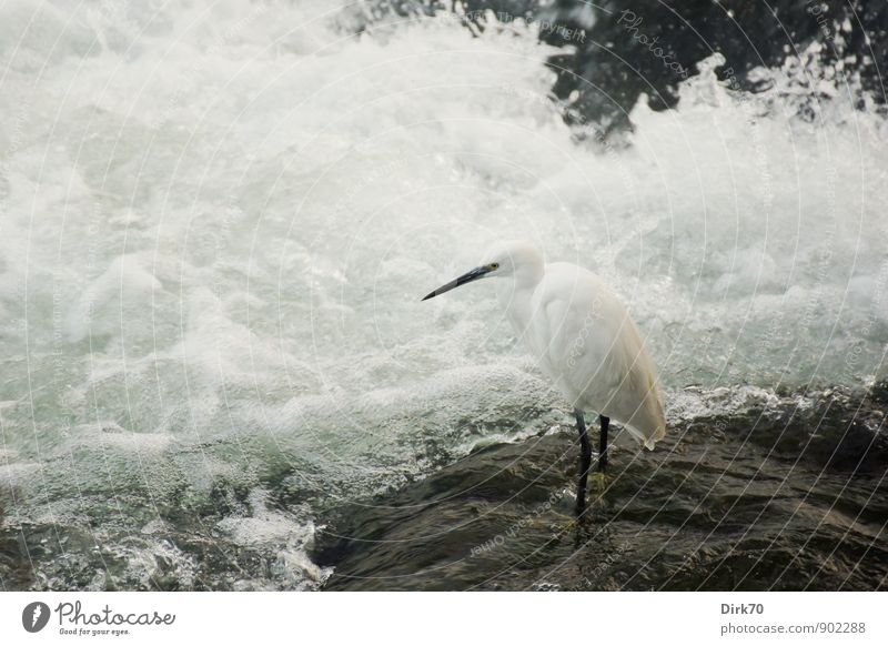 Peace before chaos Animal Water Rock Waves River bank buttocks White crest Waterfall Rapid Foam Turin Piedmont Italy Wild animal Bird Heron Little Egret 1 Stone
