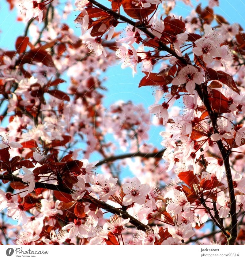 Cherry Blossom Front Sakura Censors A Royalty Free Stock Photo From Photocase