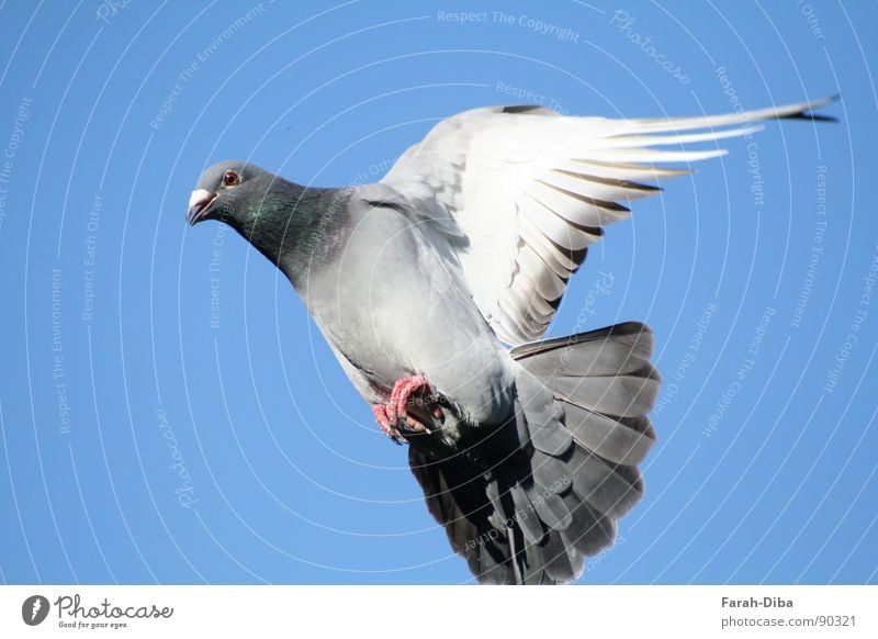 landing approach Life Freedom Sky Bird Pigeon Flying Above Clean Speed Blue Gray Peaceful Dependability Contact Pure Homing pigeon Airplane race Feather Smooth