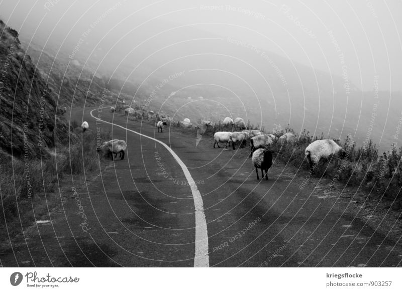 Follow the line... Nature Animal Climate Bad weather Fog Mountain Transport Motoring Street Sheep Group of animals Herd Loneliness Discover Experience Freedom