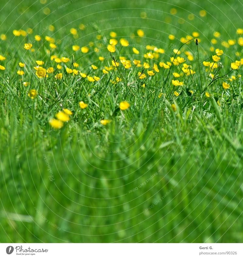 everything in butter Meadow Grass Green space Yellow Bright yellow Flower Blossom Greeny-yellow Blade of grass Spring Summer Summery Multicoloured Fresh