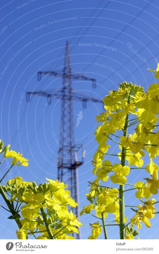 power industry Canola Electricity Electricity pylon Yellow Blossom Spring Oilseed rape oil Industry Blue Sky Energy industry Nature