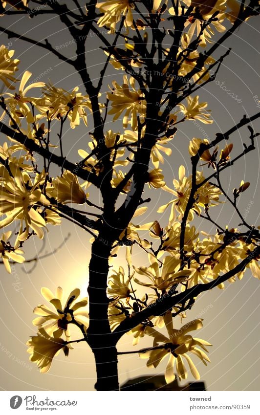 natures e-clips Sunset Nature flower tree sun sunlight beautiful growth shadow shade Surrealism branch bloom leaf