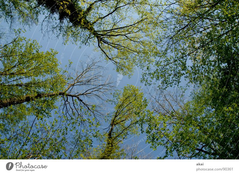 Heaven on earth 13 Sky Coniferous trees Forest Sky blue Geometry Deciduous tree Perspective Coniferous forest Deciduous forest Glade Paradise Clearing Calm