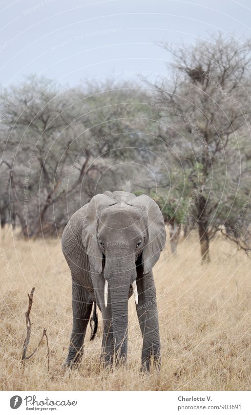 Up to here... Nature Animal Cloudless sky Summer Beautiful weather National Park Tarangire National Park African Steppe Wild animal Elephant African Elephant 1